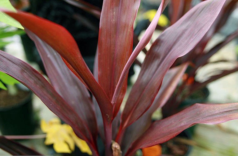 Cây huyết dụ được ứng dụng nhiều trong lĩnh vực chăm sóc sức khỏe.