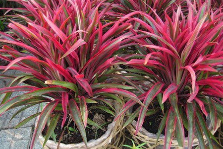 Cây huyết dụ phù hợp khí hậu Việt Nam.