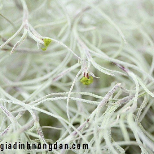 cay khong khi toc tien 1 1