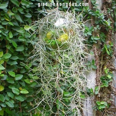 Cây Không Khí Tóc Tiên