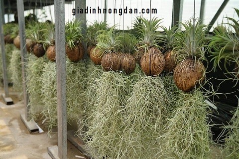 Cây Không Khí Tóc Tiên