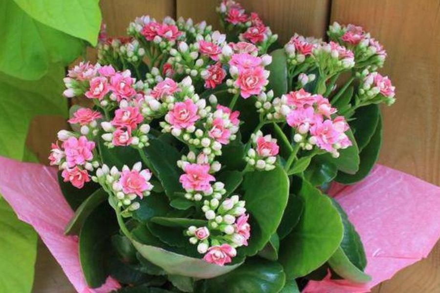 Sống đời hợp với người mệnh Thổ hoặc mệnh Hỏa.