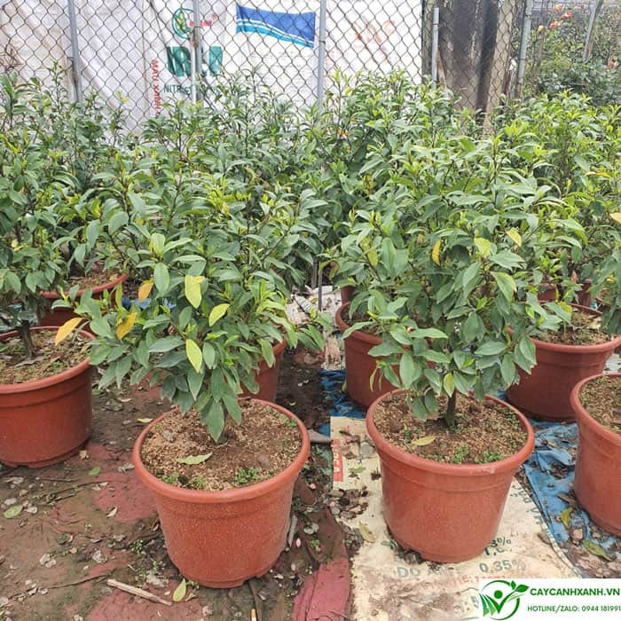 Đặc điểm cây lan tiêu