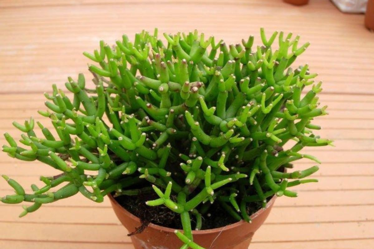 Các loại cây khác nên cân nhắc