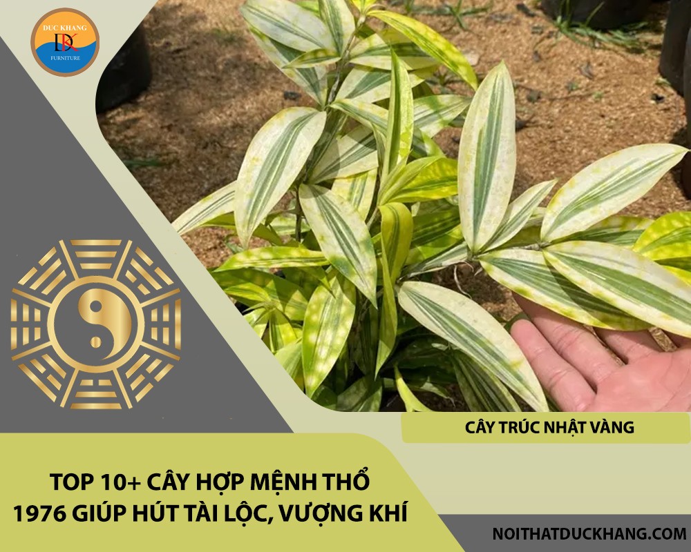 Cây trúc nhật vàng