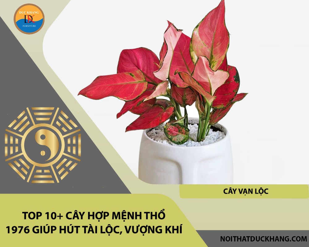Cây vạn lộc