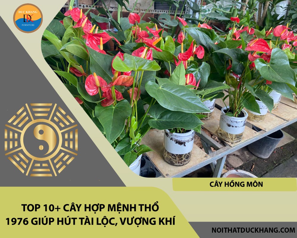 Cây hồng môn