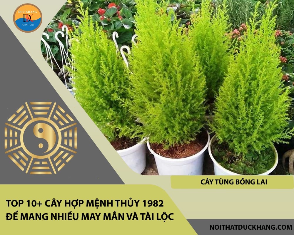 Cây Tùng Bồng Lai nhỏ gọn, dễ chăm sóc.