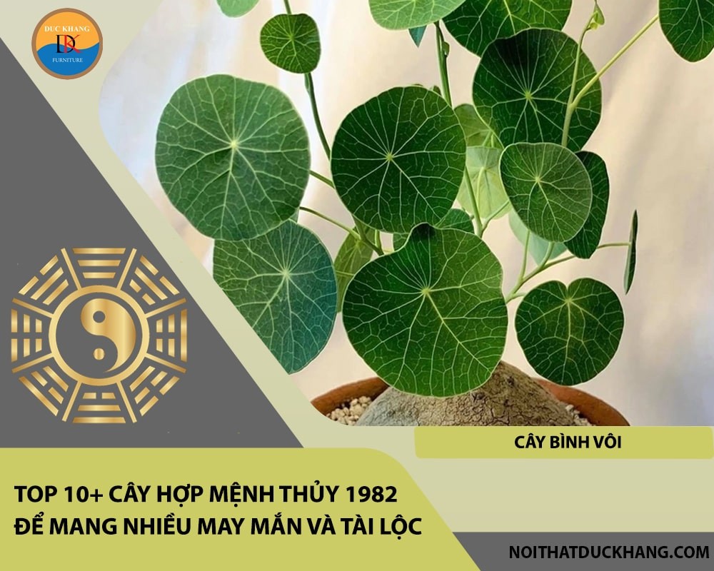 Cây Bình Vôi mang lại cảm giác bình yên.