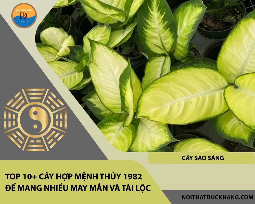 Cây Sao Sáng với họa tiết lá độc đáo.