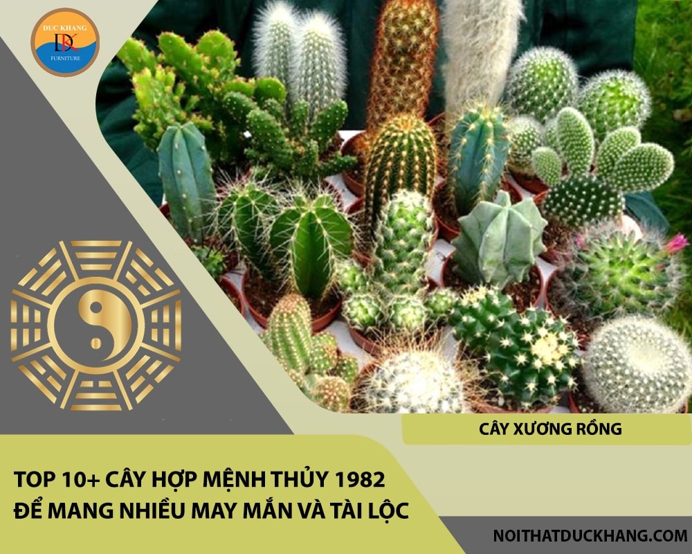 Cây Xương Rồng nhỏ gọn, đầy sức sống.