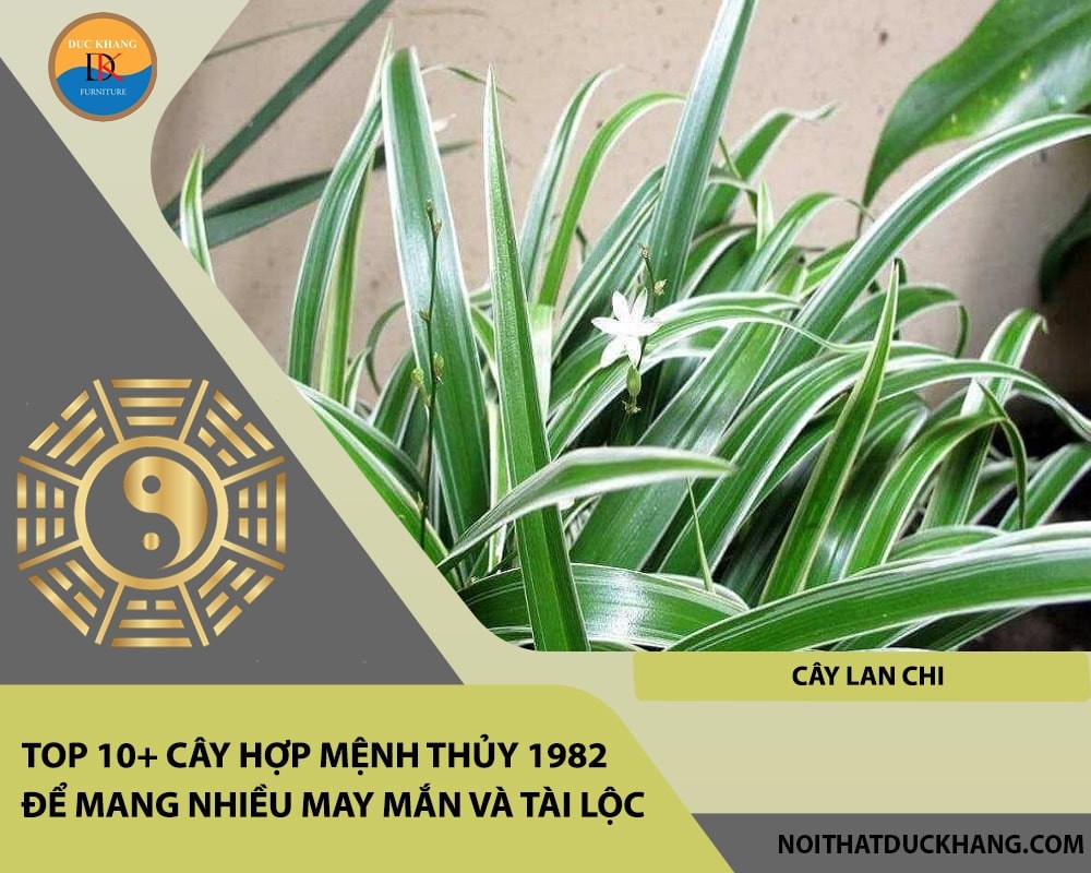 Cây Lan Chi với vẻ đẹp thanh tao, mang lại may mắn.