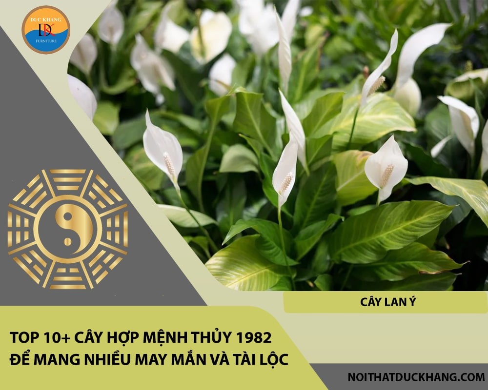 Vẻ đẹp tinh khiết của cây Lan Ý.