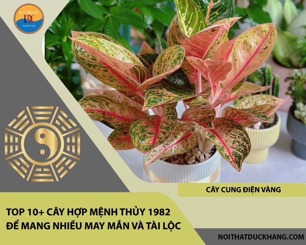 Cây Cung Điện Vàng rực rỡ, biểu tượng của sự giàu sang.