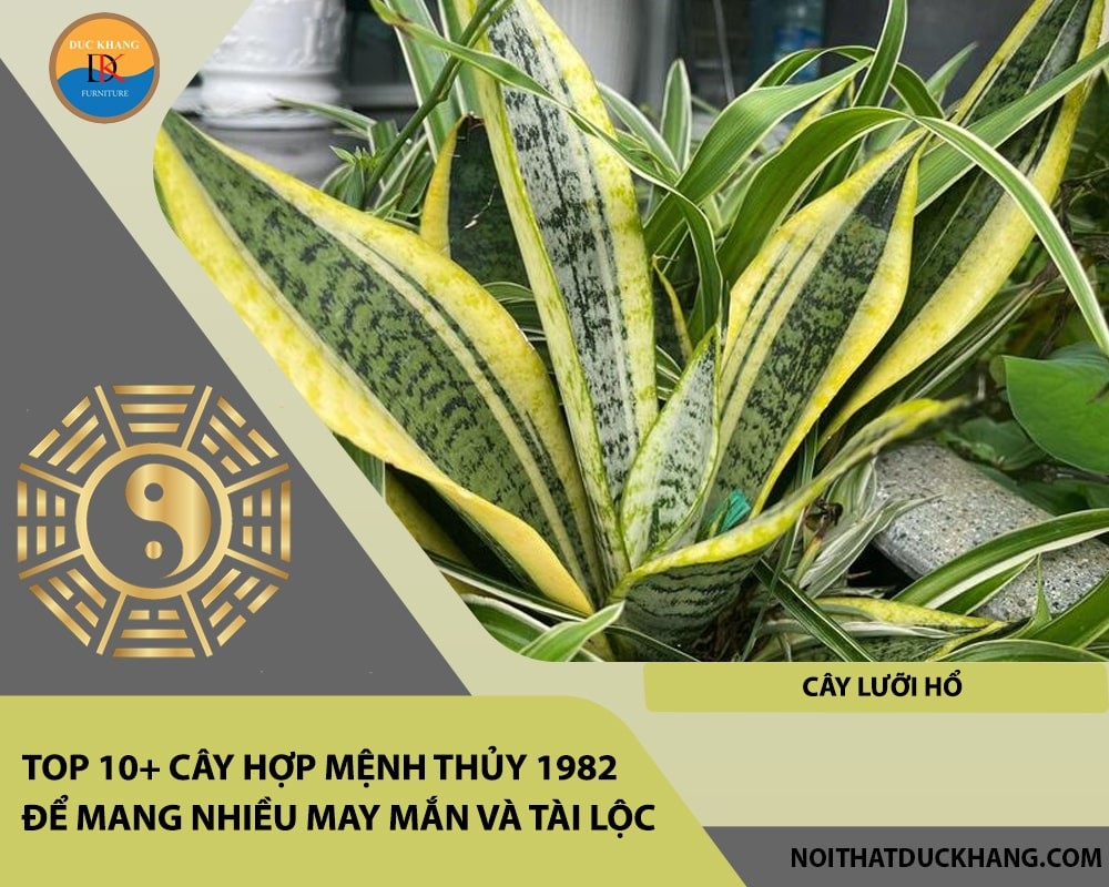 Cây Lưỡi Hổ mạnh mẽ, đầy uy lực.