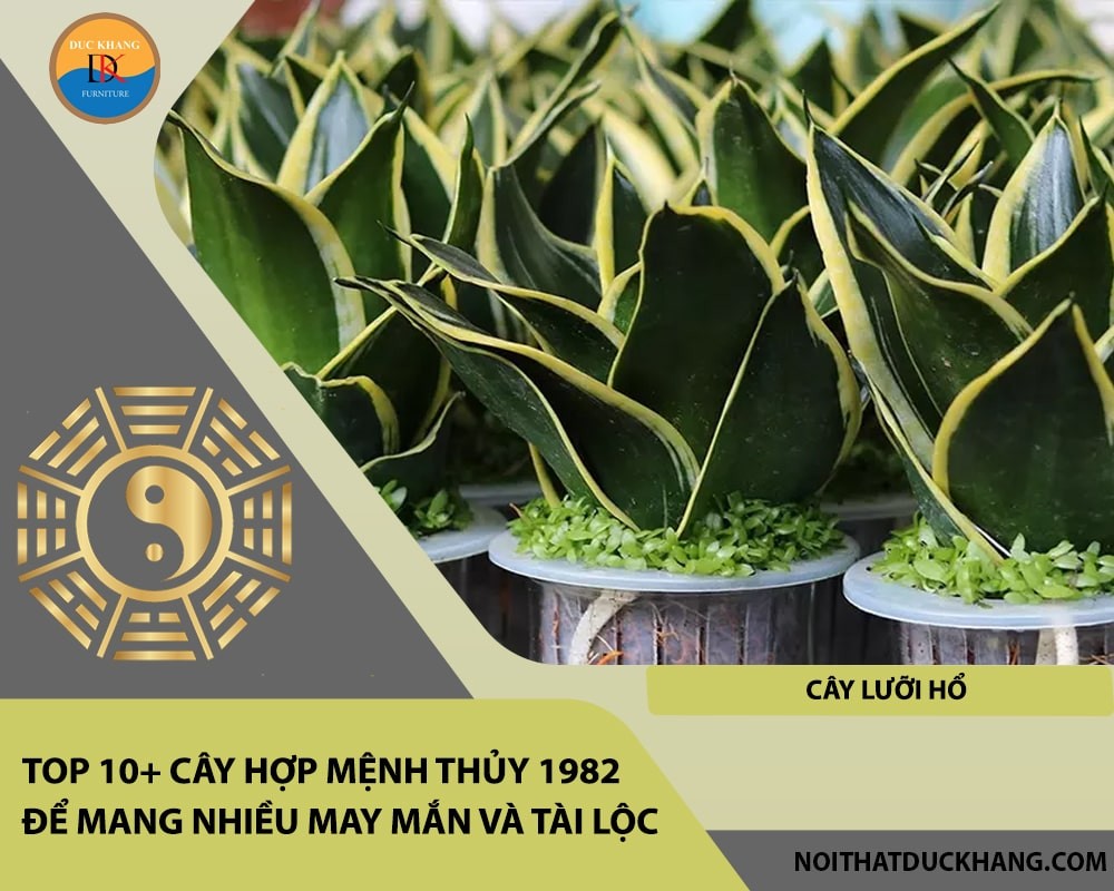 Cây Lưỡi Hổ với hình dáng lá đặc trưng.