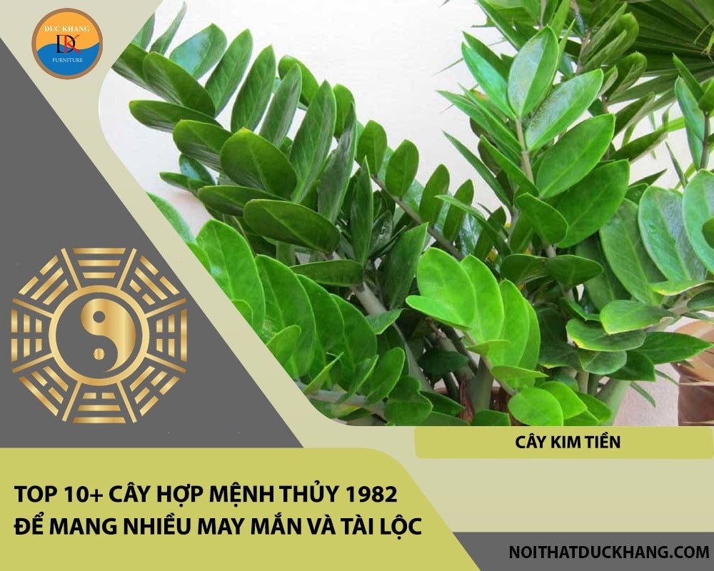 Cây Kim Tiền xanh tốt, mang lại tài lộc dồi dào.