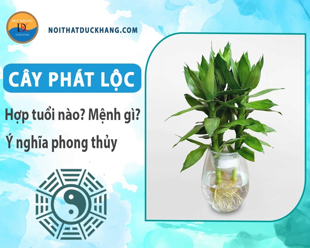 Cây phát lộc với lá xanh thẫm và thân cây nhiều đốt