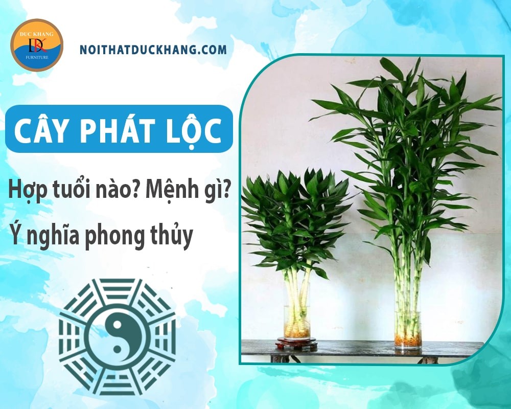 Cây phát lộc đặt trên bàn làm việc