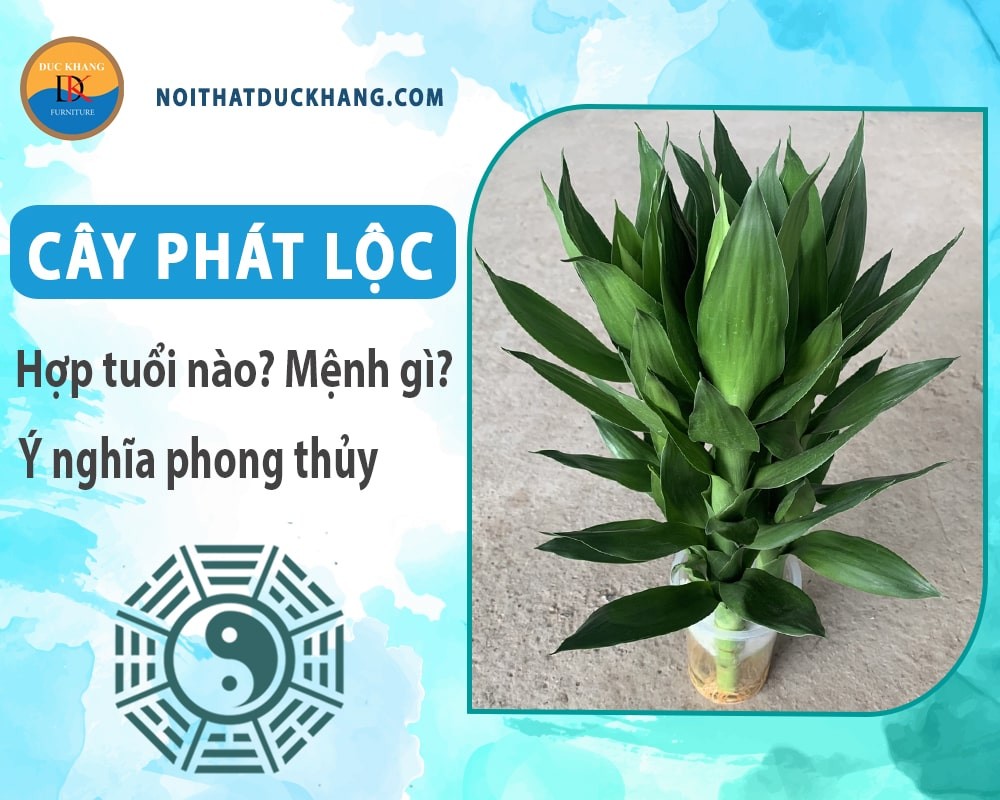 Các bước trồng cây phát lộc thủy sinh