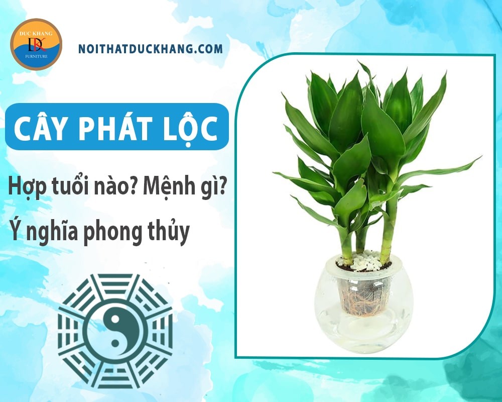 Chậu cây phát lộc thủy sinh tươi tốt