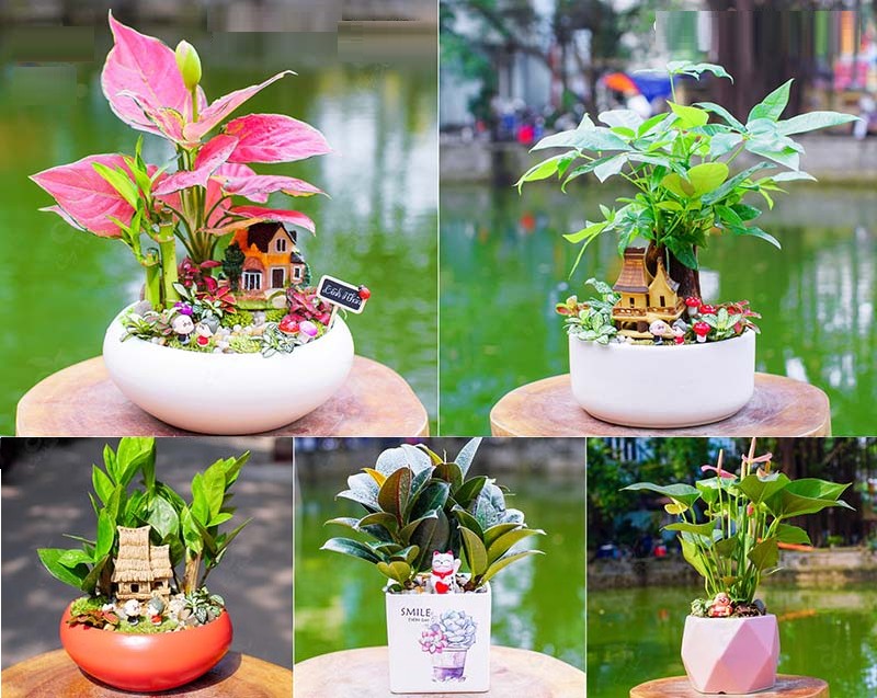 Cây phong thủy cho tuổi Bính Dần