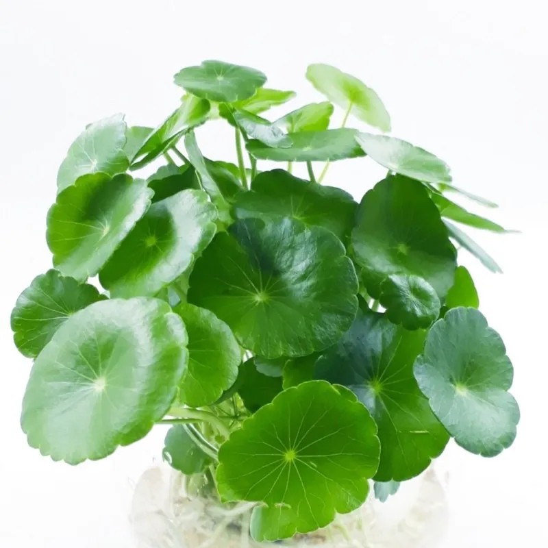 Chậu sen dù thủy sinh mini, cây bán cạn dễ trồng và thích nghi tốt