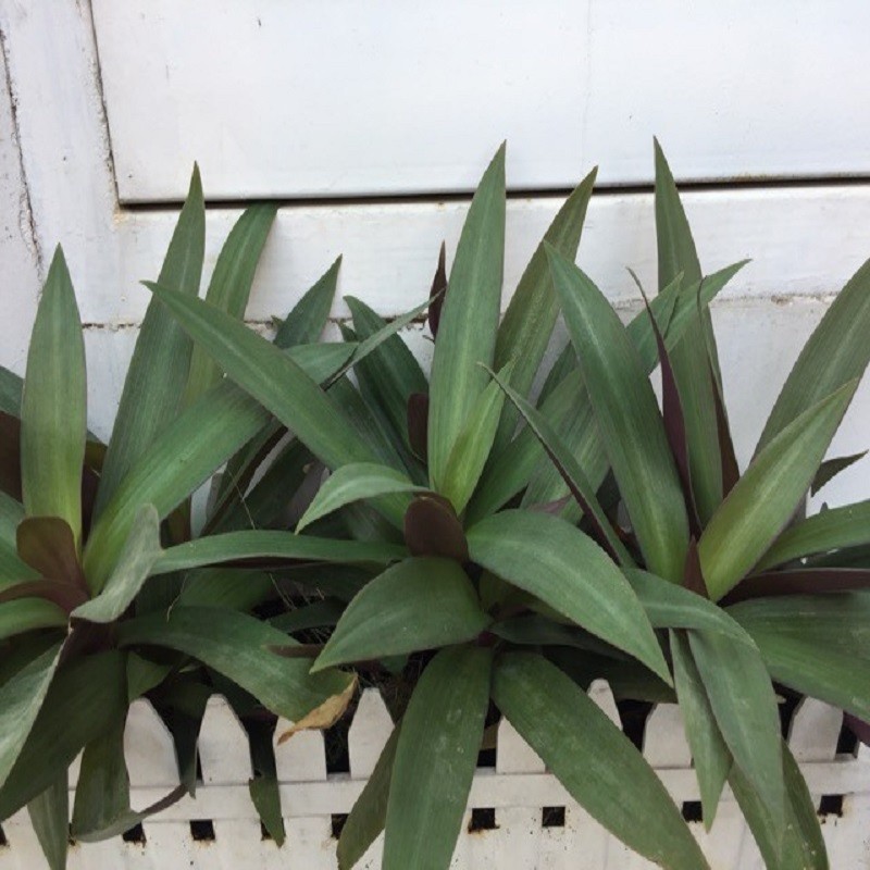 Cây sò huyết đại diện cho tài lộc may mắn