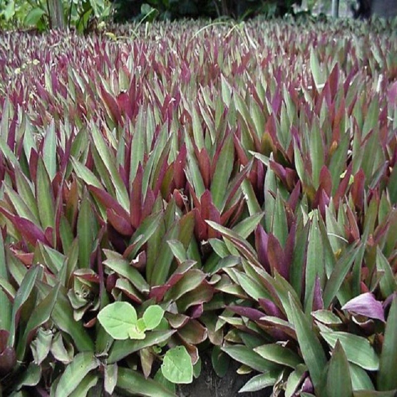 Cây sò huyết trang trí không gian