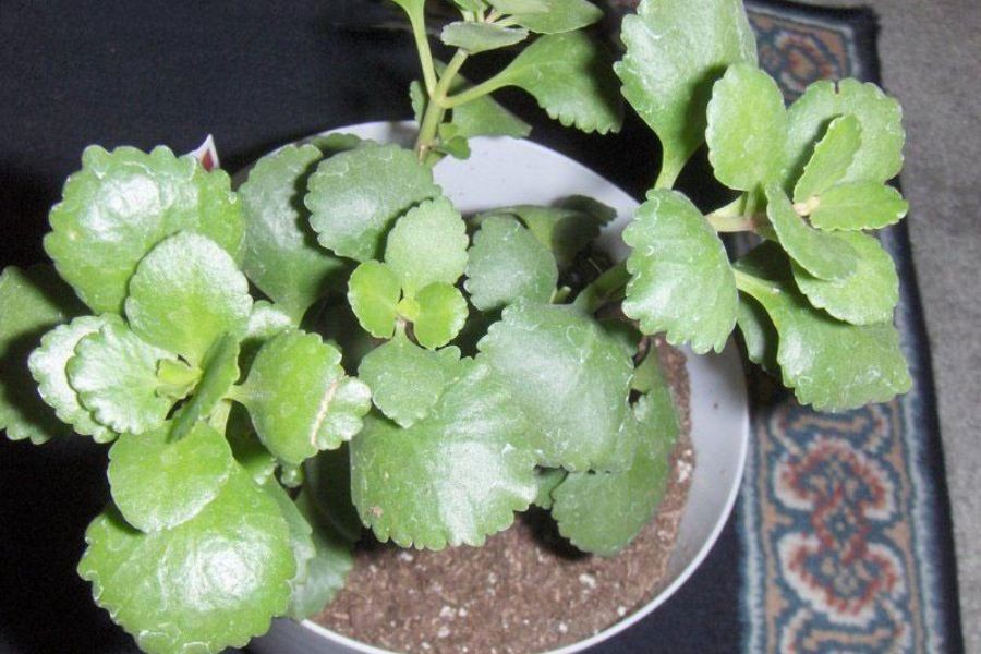 Cây lá bỏng được dân gian trọng dụng như 1 loại thảo dược.