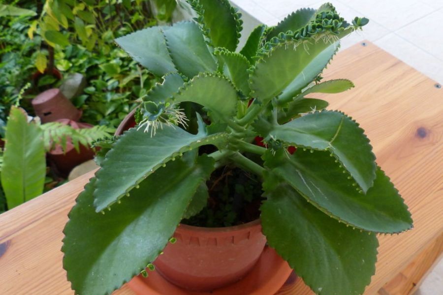 Cây lá bỏng có khả năng loại bỏ chất độc hại trong không khí.