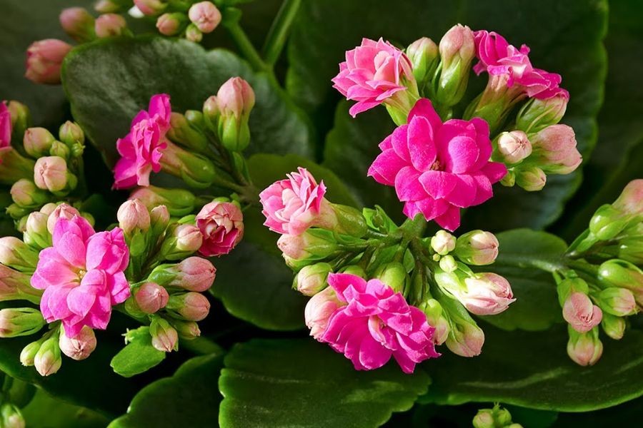 Hoa của cây sống đời tươi tắn rất đẹp.