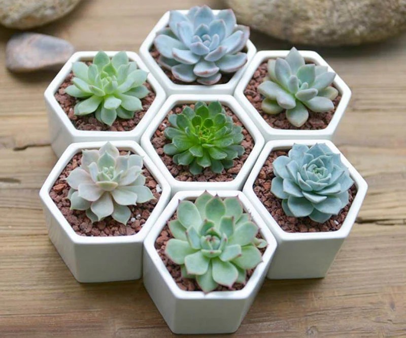 Sen đá với lá mọng nước xếp thành hình hoa