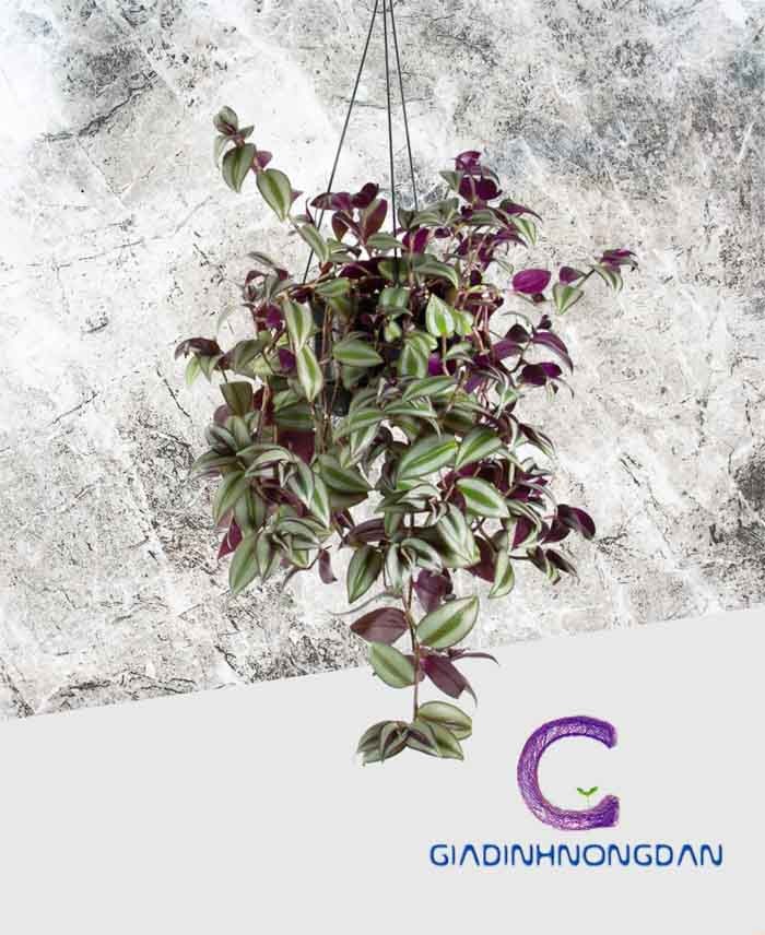 Cây Thài Lài Chậu Treo