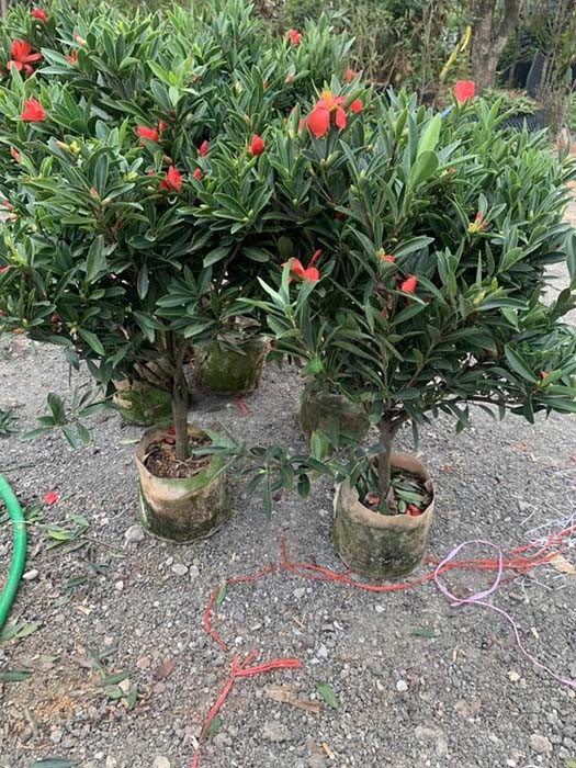 Vườn bán cây trà tứ quý tại Hà Nội