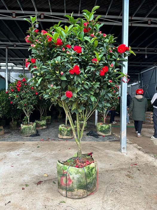 Cây trà tứ quý cao 1m5