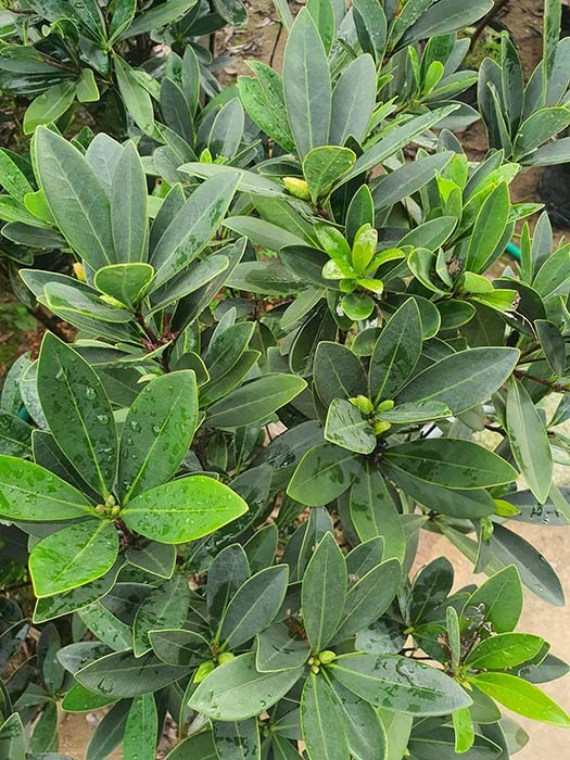 Cây trà tứ quý hoa 4 mùa