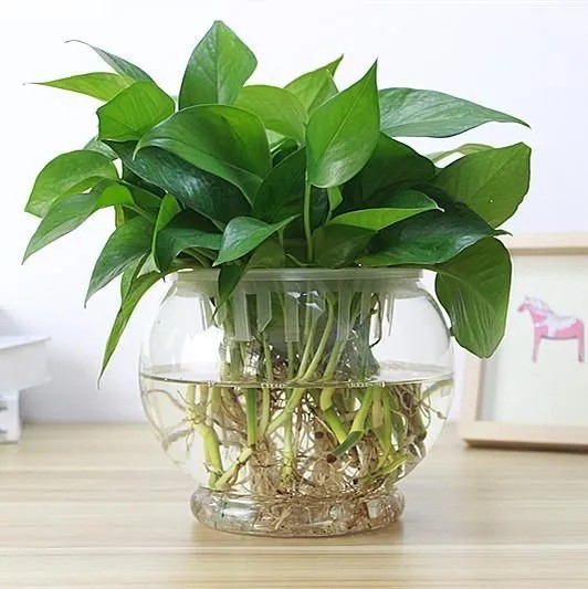 Cây Trầu Bà: Bí Quyết Trang Trí Nội Thất và Ý Nghĩa Phong Thủy cay trau ba 1 1