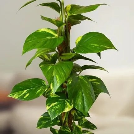 Người mang mệnh mộc trồng cây trầu bà sẽ mang lại thịnh vượng.