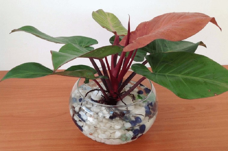 cay trau ba de vuong do anh minh hoa f7de4660142d4d169c6a7c61bed58312