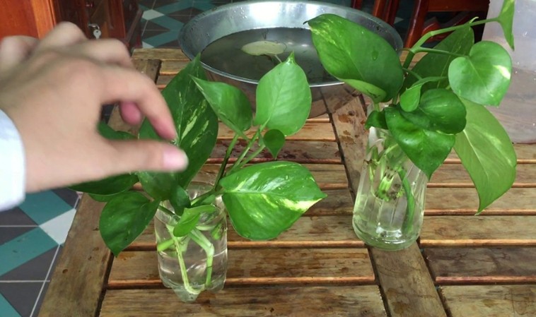 cay trau ba rat de trong va khong can cham soc qua nhieu anh minh hoa e51b54dea63b403c9ce3f482b49620b2