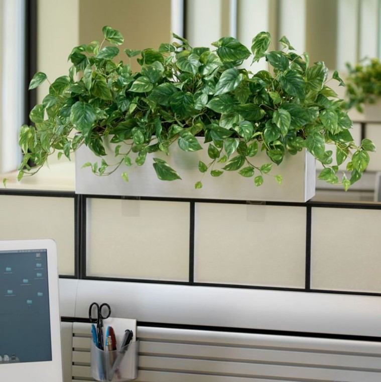 cay trau ba thich hop trang tri tai van phong lam viec anh minh hoa 261a79aba35241ea967bcfe13560ac90