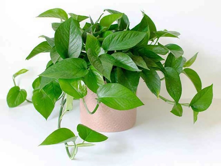 cay trau ba xanh anh minh hoa 1fd96d44779d43a8a4137bdadc571aa2