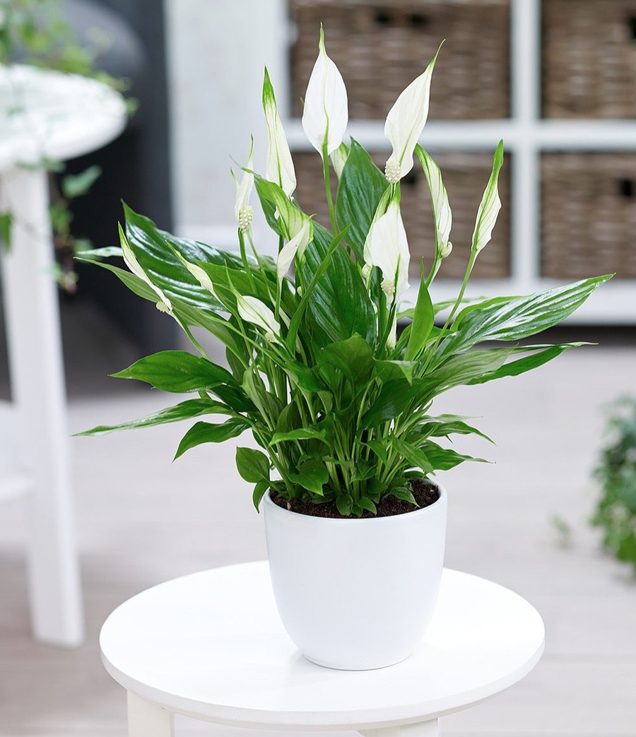 Cây lan ý mang ý nghĩa phong thủy và khử mùi tốt.
