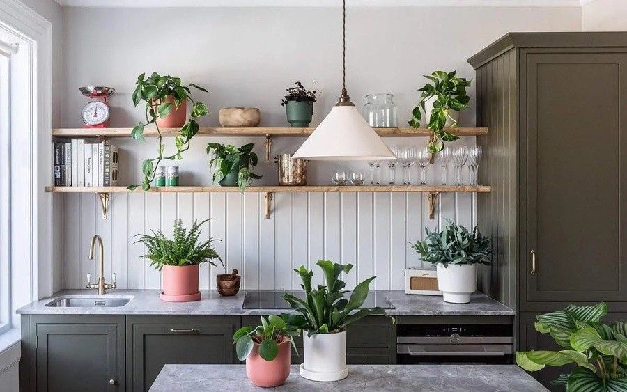 Cây dương xỉ có khả năng khử mùi và khói độc hại.