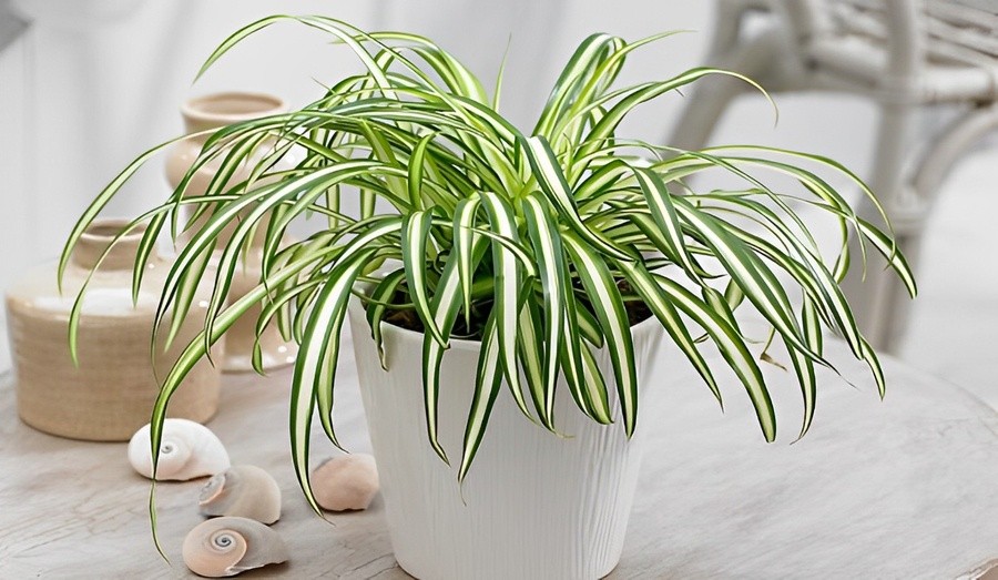 Cây dây nhện có khả năng hấp thụ hóa chất, khí độc hại.