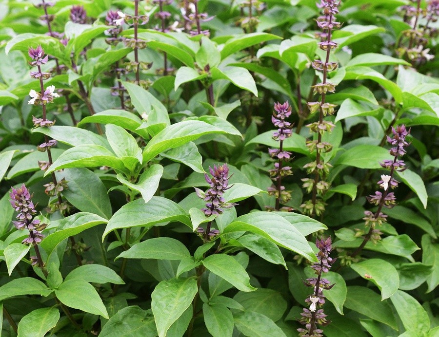 Cây húng quế có khả năng giảm CO2 và xua côn trùng.