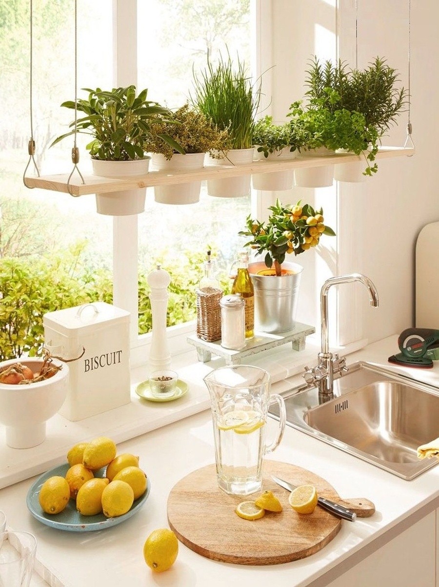 Trồng hành lá trong không gian bếp.