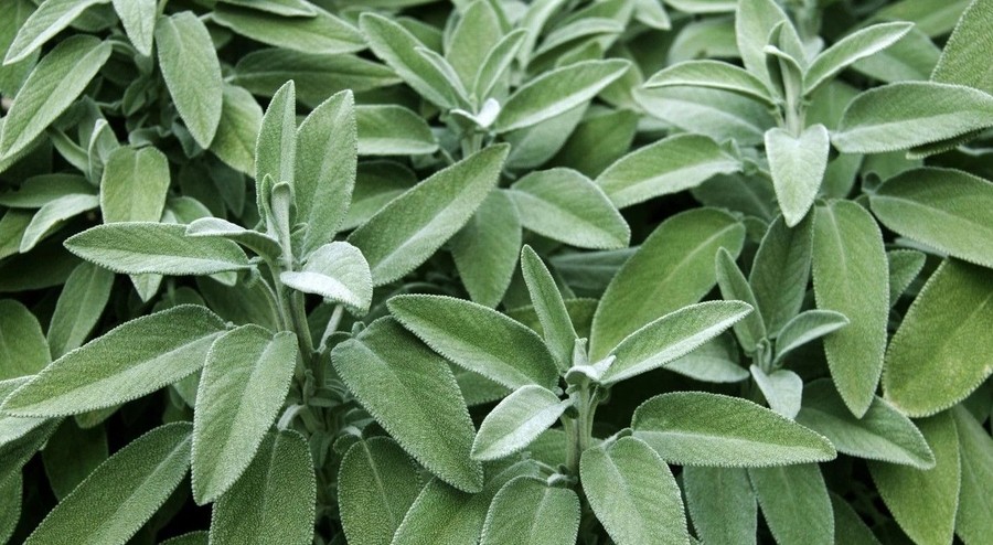 Cây xô thơm có mùi thơm man mác, dịu nhẹ.