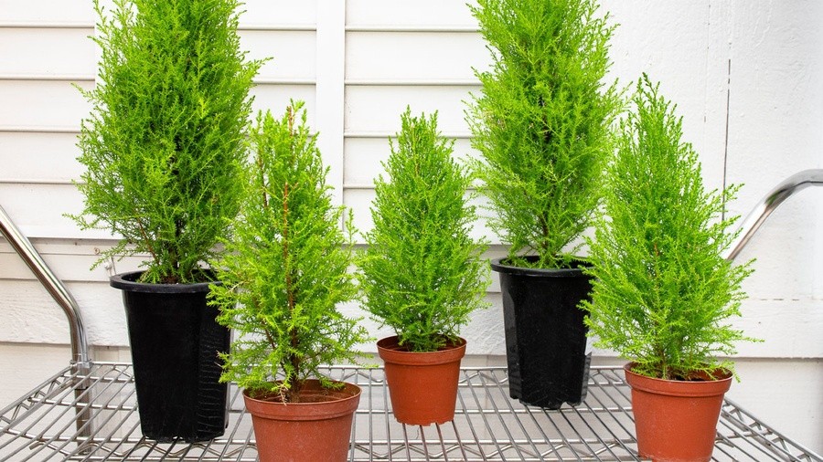 Cây tùng thơm là loại cây trồng trong nhà bếp được nhiều gia chủ yêu thích.
